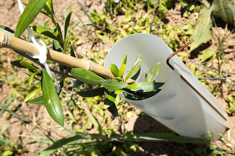 Protector árboles individual (varilla/scroll) Pampols Packaging Integral