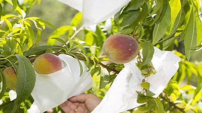 Peach bags