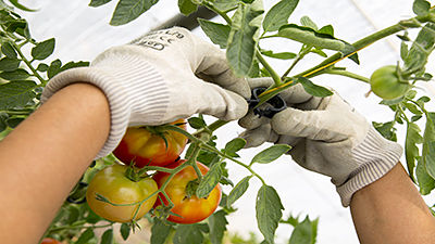 Clips para tomatera