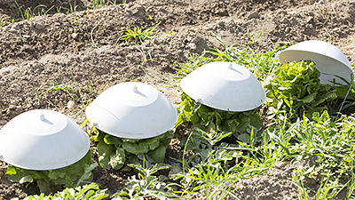 Escarole cover protector